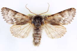 Image of Acronicta spinea