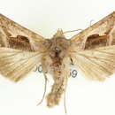 Image of Autoplusia olivacea Skinner 1917