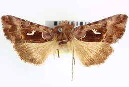 Image de Autographa corusca Strecker 1885