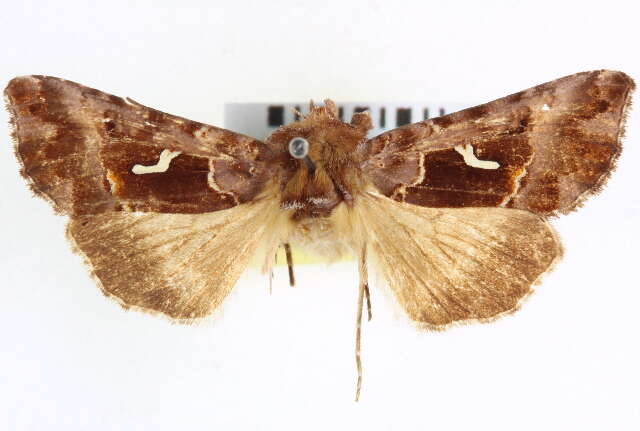 Image de Autographa corusca Strecker 1885