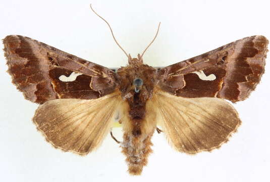 Image de Autographa corusca Strecker 1885