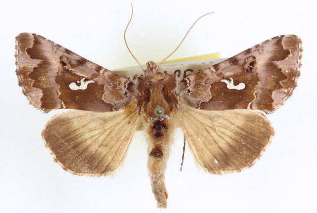 Image de Autographa corusca Strecker 1885