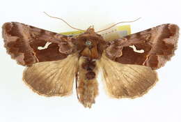 Image de Autographa corusca Strecker 1885