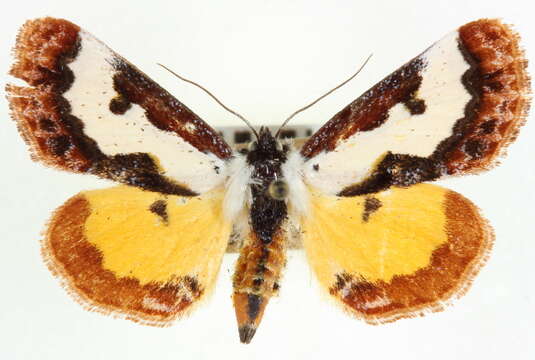 Imagem de Eudryas brevipennis Stretch 1874