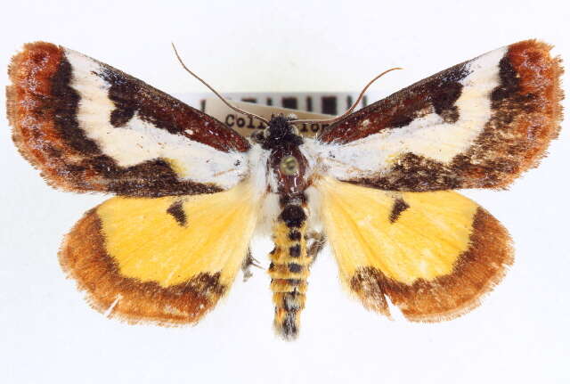 Imagem de Eudryas brevipennis Stretch 1874