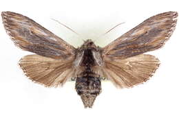 Image of Cucullia dammersi