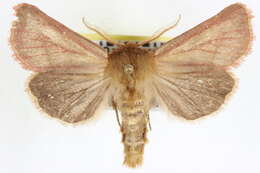 Image of Nephelodes carminata Smith 1890