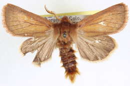 Image of Nephelodes carminata Smith 1890