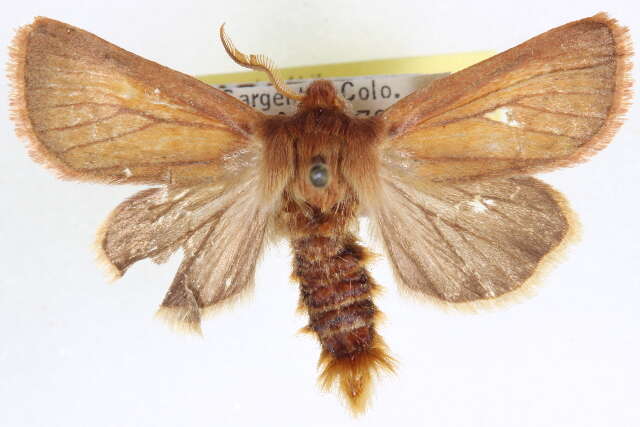 Image of Nephelodes carminata Smith 1890