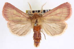 Image of Nephelodes carminata Smith 1890