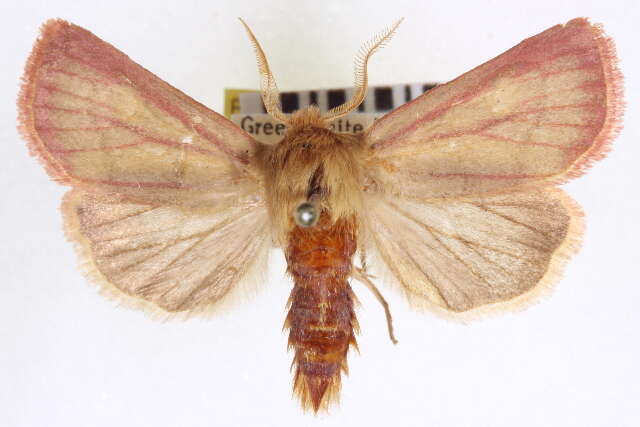 Image of Nephelodes carminata Smith 1890