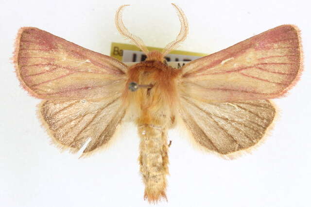 Image of Nephelodes carminata Smith 1890