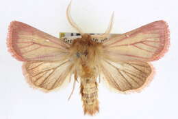 Image of Nephelodes carminata Smith 1890