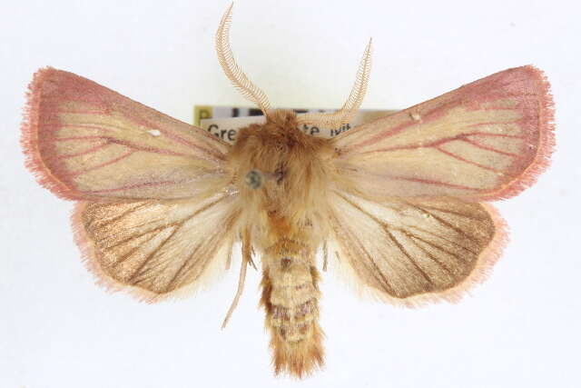Image of Nephelodes carminata Smith 1890