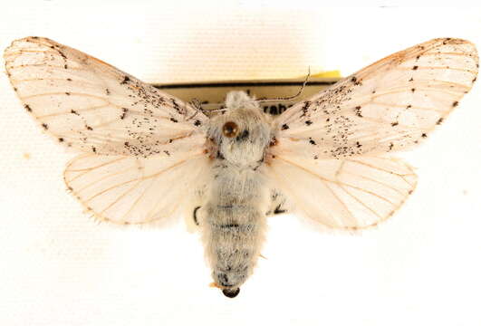 Image of Furcula