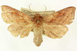 Image of <i>Bellura densa</i>