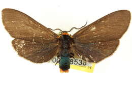 Image de Pygoctenucha Grote 1883