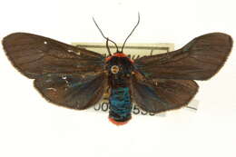 Image de Pygoctenucha Grote 1883