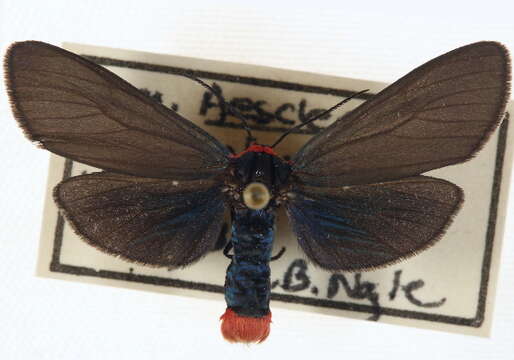 Image de Pygoctenucha pyrrhoura Hulst 1881