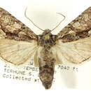 Image of Fishia connecta Smith 1894