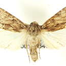 Image of Fishia dispar Smith 1900