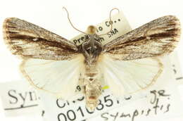 Image of <i>Sympistis atricollaris</i>