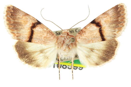 Image of <i>Sympistis jocelynae</i>