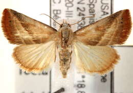 Image of Straight-lined Seed Moth