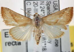 Image of Straight-lined Seed Moth