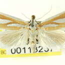 Image of Hemigrotella argenteostriata Barnes & McDunnough 1918