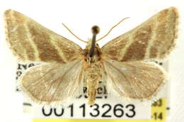 Image of <i>Azenia virida</i>