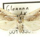 Image of Gloanna hecate Blanchard & Knudson 1983