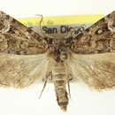 Image of Cryphia albipuncta Hampson 1894