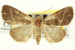 Image of Ogdoconta altura Barnes