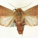 Image of Marilopteryx lutina Smith 1902