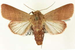 Слика од Marilopteryx lutina Smith 1902