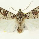 Image of Lacinipolia tricornuta McDunnough 1937