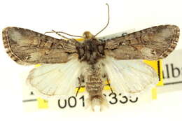 Image of <i>Lacinipolia acutipennis</i>