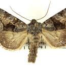 Image of Hadena plumasata Buckett & Bauer 1967