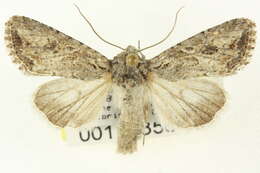 Image of Scotogramma fervida Barnes & McDunnough 1912