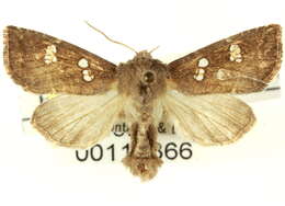 Image of Papaipema limpida Guenée 1852