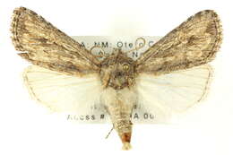 Image of <i>Eucoptocnemis dollii</i>