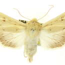 Image of Copablepharon sanctaemonicae Dyar 1904