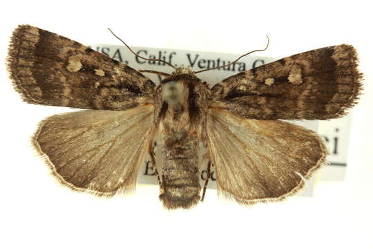 Image of Abagrotis hennei Buckett 1968