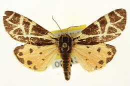 Image of <i>Grammia fergusoni</i> Schmidt 2009