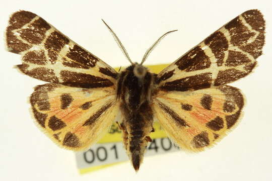 Image of <i>Grammia fergusoni</i> Schmidt 2009