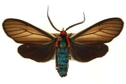 Image of Brown Ctenucha