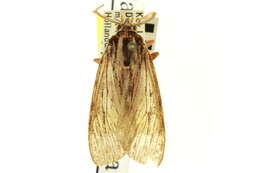 Image of Calidota laqueata Edwards 1887