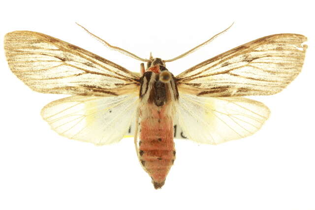 Image of Calidota laqueata Edwards 1887