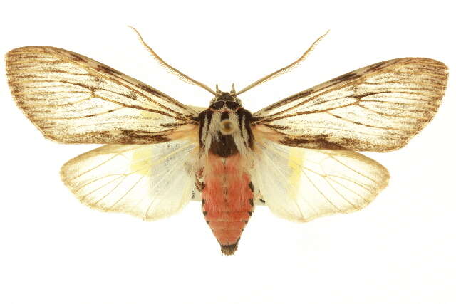 Image de Calidota laqueata Edwards 1887